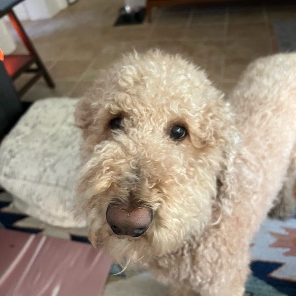 Meet your Posher, Daniela - Picture 1 of 1